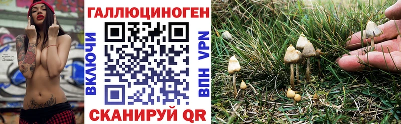 Псилоцибиновые грибы Cubensis где можно купить Алексин